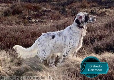 Setter Anglais CHYWOON GISTREDO DARTMOOR AT CHYWOON named DAINTY